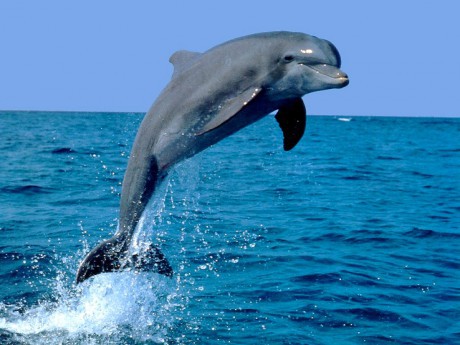skakajici-delfin