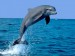 skakajici-delfin